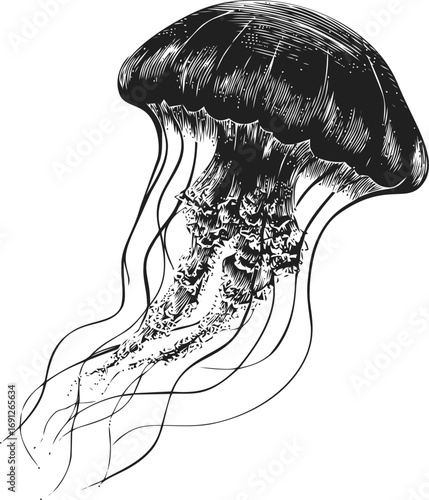 Jellyfish vector sketch hand drawn line art in nature, jellyfish vintage engraving style illustration — stock vector