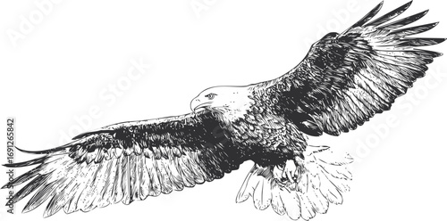 Bald vector sketch hand drawn line art on icon, bald eagle flying detailed black — stock vector