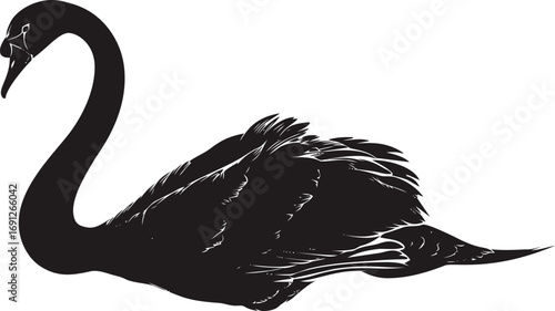Wildlife vector hand drawn in nature, black swan silhouette with detailed feathers — stock vector