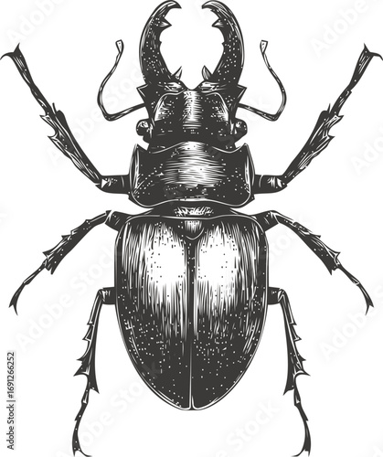 Stag vector hand drawn line art in nature, stag beetle vintage engraving style illustration — stock vector