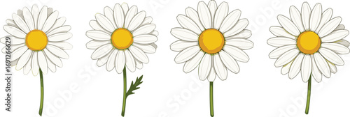 White daisy flower vector set with yellow center for spring design, botanical decoration, nature artwork, and floral themed illustrations.