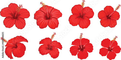 Set of red hibiscus flower vector illustrations in tropical style for summer design, exotic decor, nature art and floral themes.