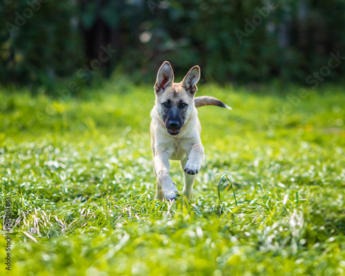 cute puppy running happily on green meadow on summer sunny day
