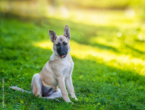 cute puppy sitting on green meadow on summer sunny day sticking out tongue