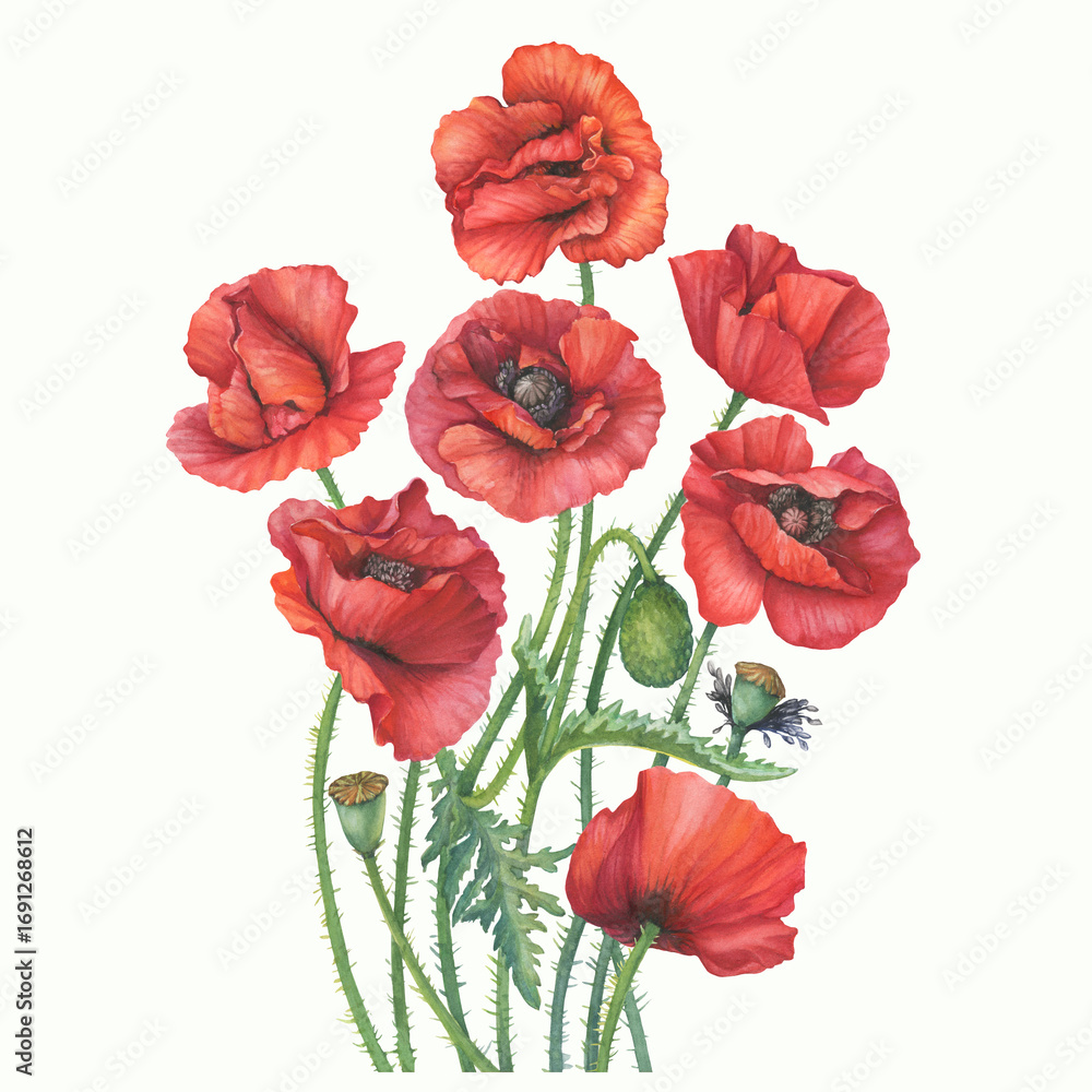 Fototapeta premium Bouquet with red common poppy flower with leaves (Papaver rhoeas, corn poppy). Floral botanical greeting card. Hand drawn watercolor painting illustration isolated on white background.