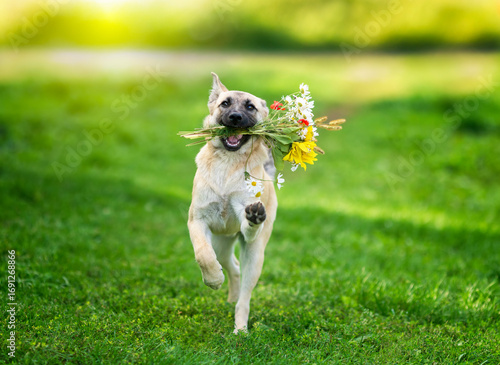 puppy running on green meadow on summer sunny day with bouquet of wild flowers