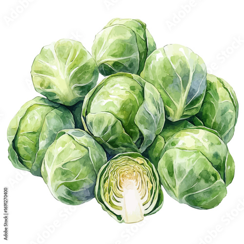 Brussels Sprouts, watercolor drawing vector, isolated on a white background.
