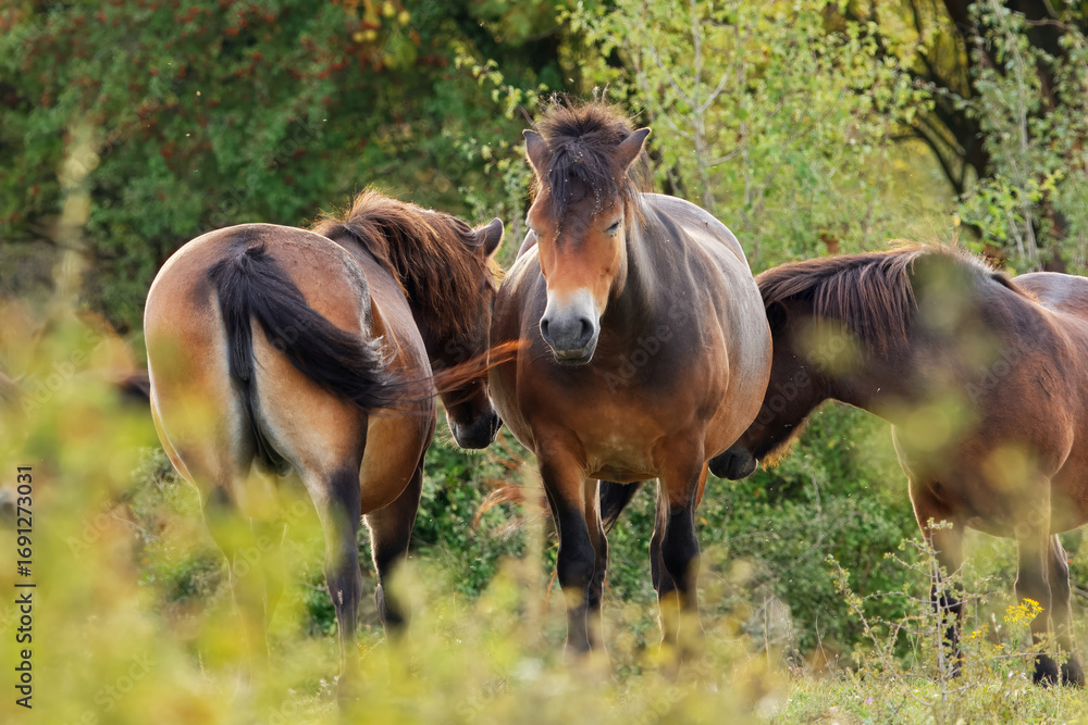 Fototapeta premium Group of Exmoor ponies, Equus ferus caballus resting on grassland near Benatky nad Jizerou, Czech Republic, rare ancient pony breed in wildlife conservation habitat.