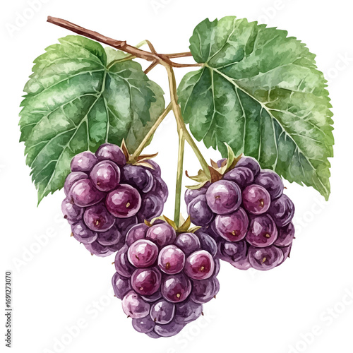 watercolor vector of Boysenberry, isolated on a white background.