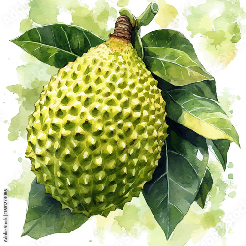watercolor of Breadfruit, vector, isolated on a white background.