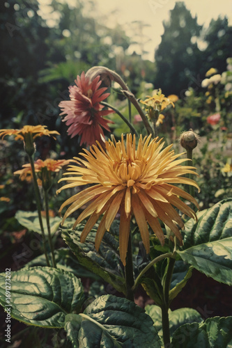 flowers in the park