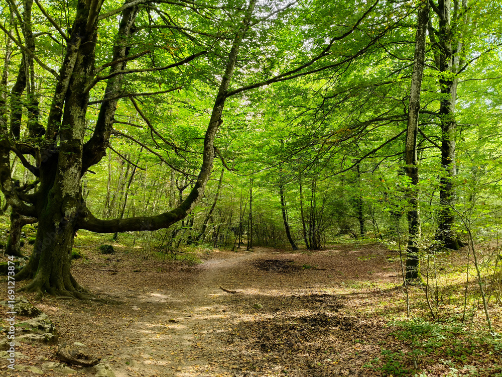 Fototapeta premium Camino en el bosque entre arboles verdes