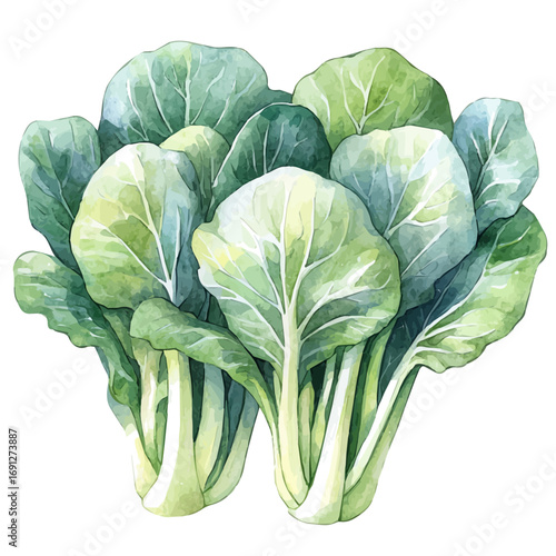 Bok Choy, watercolor painting vector, isolated on a white background.