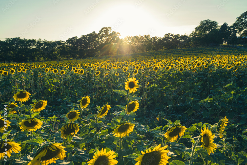Fototapeta premium field of sunflowers