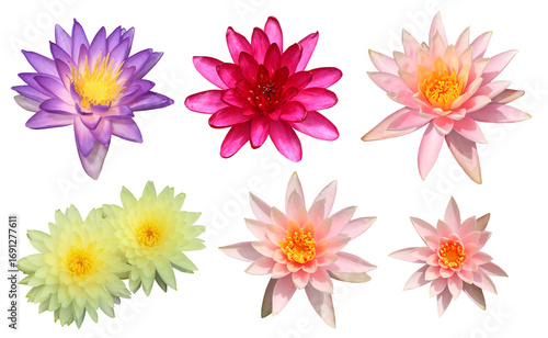 collection of waterlilies flowers isolated on transparent background, Nymphaea, png