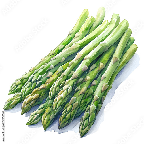 watercolor of Asparagus, vector, isolated on a white background.