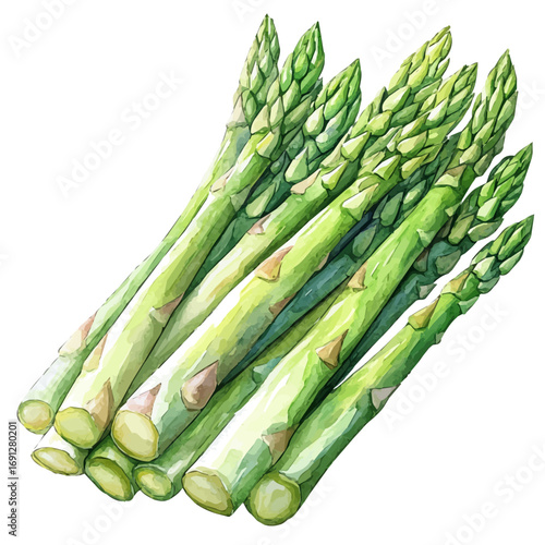 Asparagus, watercolor illustration vector, isolated on a white background.