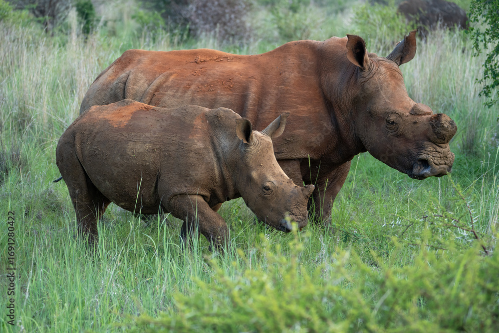 Obraz premium Rhino observation in Pilanesberg National Park, South Africa. 