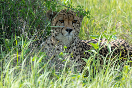 A female cheetah lies comfortably in the shade of a bush in tall grass, resting. Sighting on a safari in Pilanesberg National Park, South Africa.