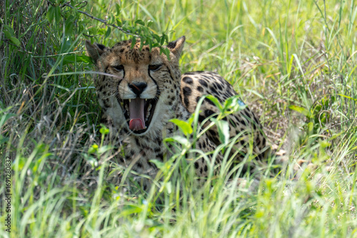 A female cheetah lies comfortably in the shade of a bush in tall grass, resting. Sighting on a safari in Pilanesberg National Park, South Africa.