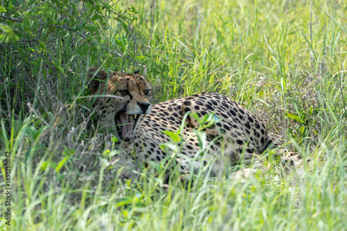 A female cheetah lies comfortably in the shade of a bush in tall grass, resting. Sighting on a safari in Pilanesberg National Park, South Africa.