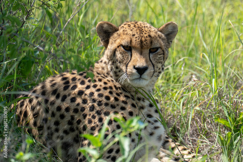 A female cheetah lies comfortably in the shade of a bush in tall grass, resting. Sighting on a safari in Pilanesberg National Park, South Africa.