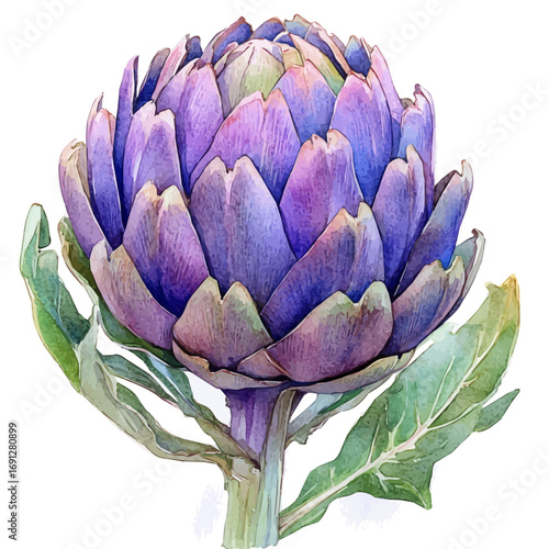 Artichoke, watercolor illustration vector, isolated on a white background.