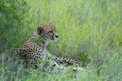 A female cheetah lies comfortably in the shade of a bush in tall grass, resting. Sighting on a safari in Pilanesberg National Park, South Africa.