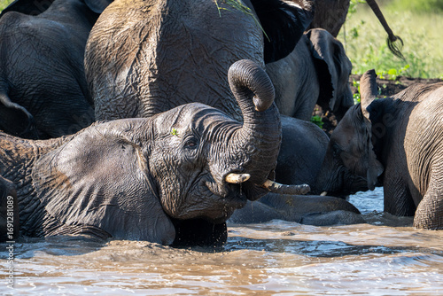 Elephants play in a waterhole in Pilanesberg National Park, South Africa. To protect their skin from the sun, they cover themselves with mud.