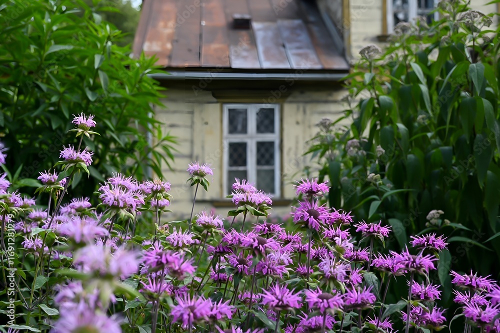 Fototapeta premium A realistic photograph of a park featuring a vibrant flower bed in the foreground and an old house in the background. The colorful flowers contrast with the aged architecture.