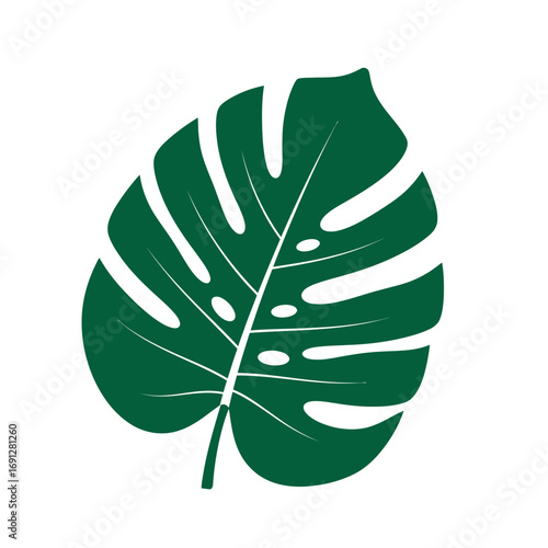 Dark Green Monstera Leaf with Fenestrations and Holes