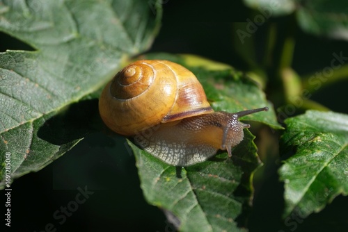 Yellow brown snail Cepaea nemoralis is sitting on green leaf on tree