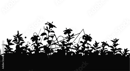Silhouetted garden plants and flowers against a bright white background
