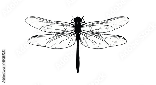 Detailed black and white illustration of a dragonfly with delicate wings spread wide.