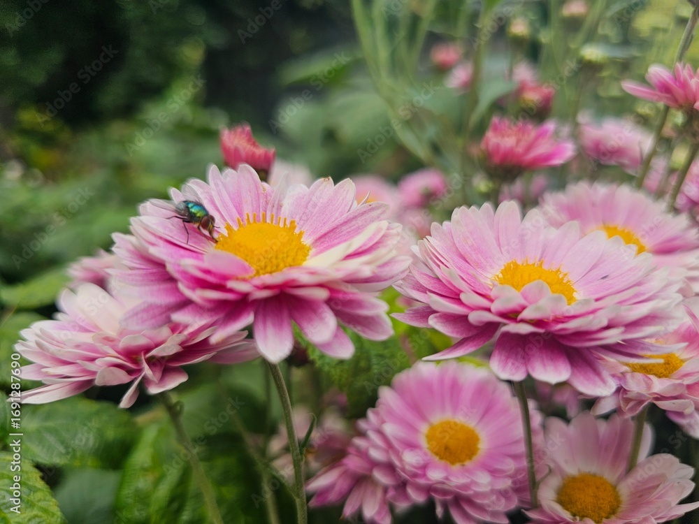Obraz premium pink chrysanthemum flowers