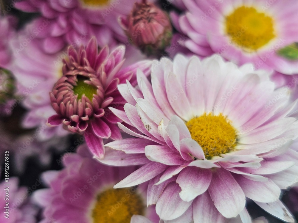 Fototapeta premium pink chrysanthemum flowers