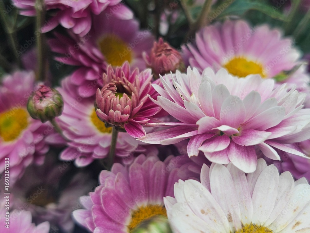 Fototapeta premium pink dahlia flower