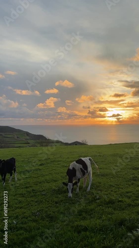 Vertical Video of Cows at Sunset, São Miguel Island Azores