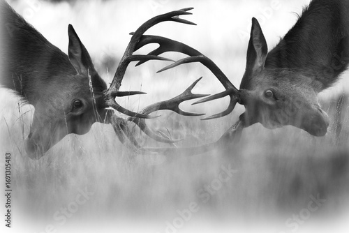 Affrontement brame du cerf