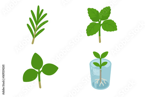 Herb propagation icon set. Isometric vector illustration of rooting herb cuttings like rosemary, mint, and basil in a glass of water. Gardening and planting concept.