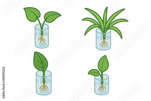 Isometric flat icon set of houseplant propagation cuttings in water jars, pothos cutting, spider plant cutting, peace lily cutting, green leaf growth vector cartoon illustration