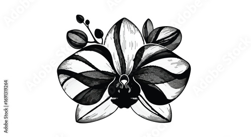 Elegant black and white sketch of a blooming orchid with delicate petals and buds