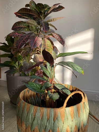 plant in a pot