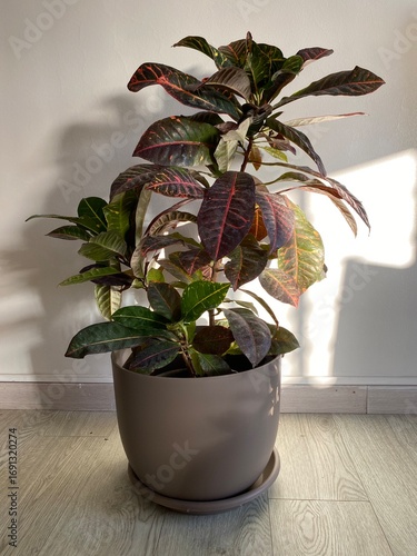 plant in a pot