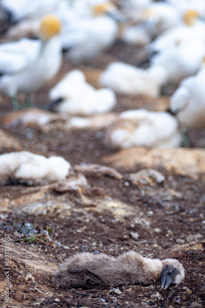 Obraz premium Dead Australasian Gannet chicks at colony