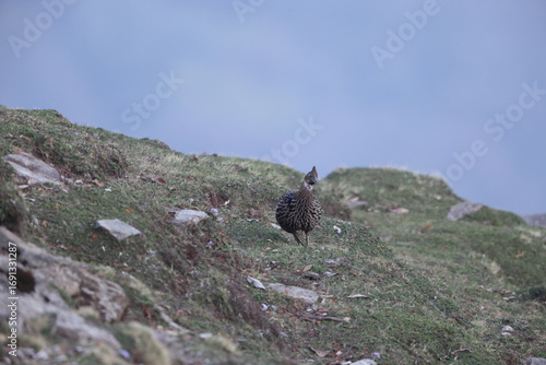 Canvas Print The Himalayan monal (Lophophorus impejanus), also called Impeyan monal and Impeyan pheasant, is a pheasant native to Himalayan forests