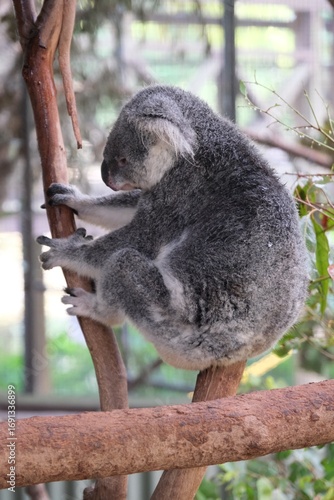 Photography Koala Clinging to Tree Australia