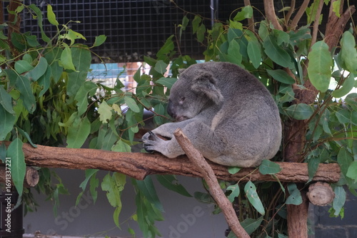 Photography Koala Clinging to Tree Australia