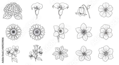 A collection of fifteen different flower illustrations in a simple black and white line art style, including hydrangeas, calla lilies, sunflowers, daffodils,...