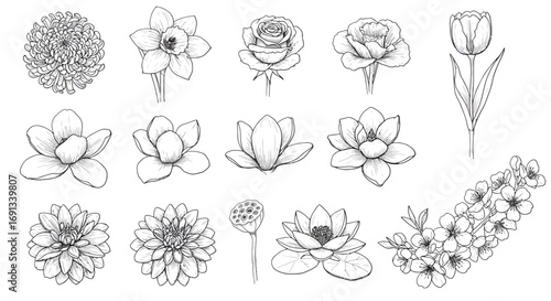 Collection of detailed floral drawings featuring various flower types including roses, tulips, daffodils, and water lilies in a sketch style.